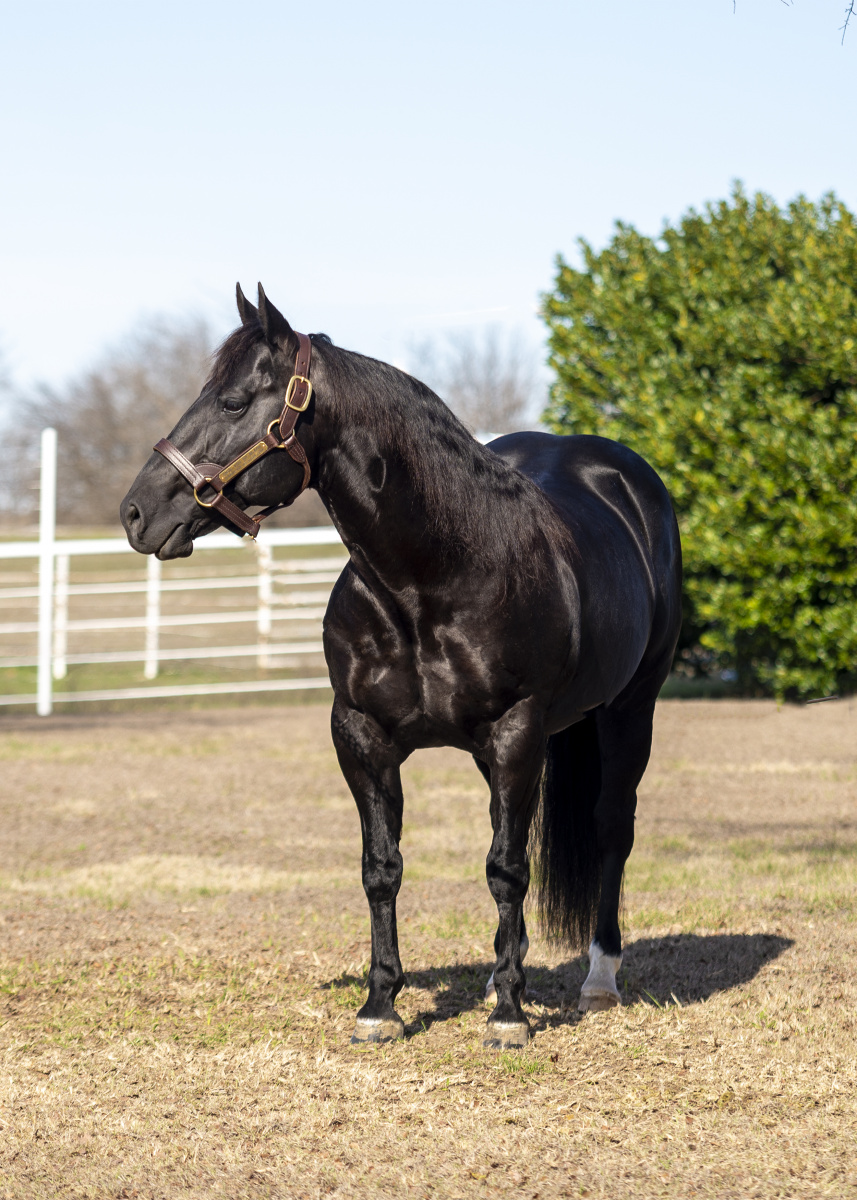 Black Horse ⭐️ Authentique 24 Sticks 10g